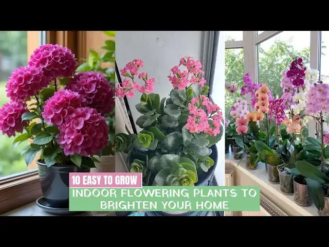 'Video thumbnail for 10 easy to grow indoor flowering plants to brighten your home'