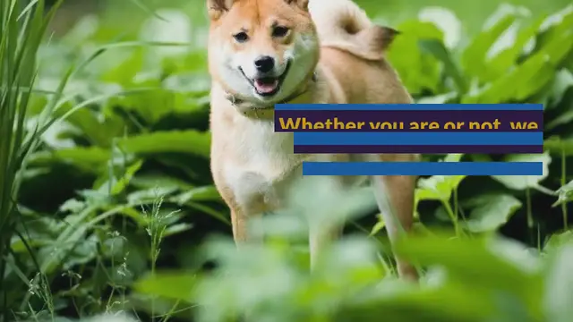 Video thumbnail for All the Shiba Inu colors explained (with pictures!)