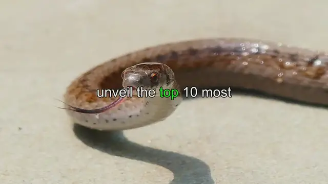 Video thumbnail for Exquisite Serpents: Top 10 Most Beautiful Snakes Worldwide