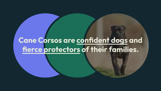 Video thumbnail for All the Cane Corso colors explained (with pictures!)