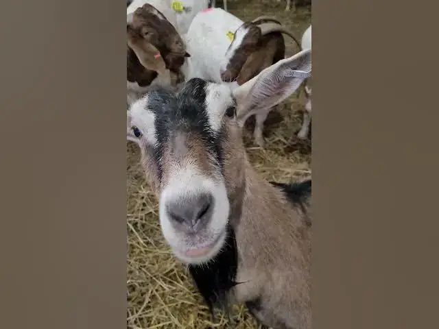 Video thumbnail for I went to the Detroit farmer.You see how beautiful and graceful these goats and sheep.!!!