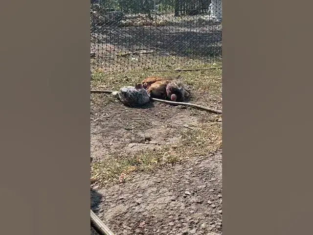 Video thumbnail for Chickens swimming in the sand😀😂😍#shorts