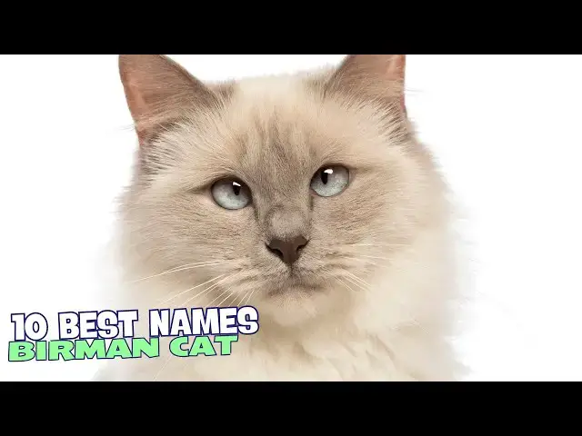 Video thumbnail for 10 Best Names for Birman Cats! 😻