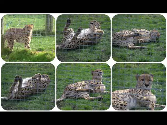 Video thumbnail for Hamerton Zoo Park