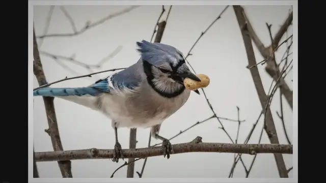 Video thumbnail for Biblical Meaning of Seeing a Blue Jay: What Does It Symbolize?