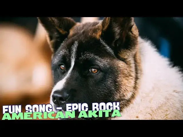 Video thumbnail for Akita Power🐾💪