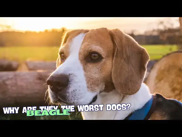 Video thumbnail for ?? Why Beagles Are the Worst Dogs? ??