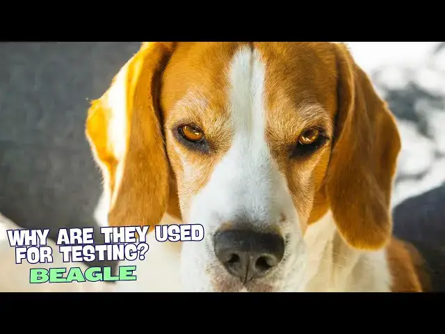 Video thumbnail for Why Are Beagle Dogs Used for Testing? 💔🐶
