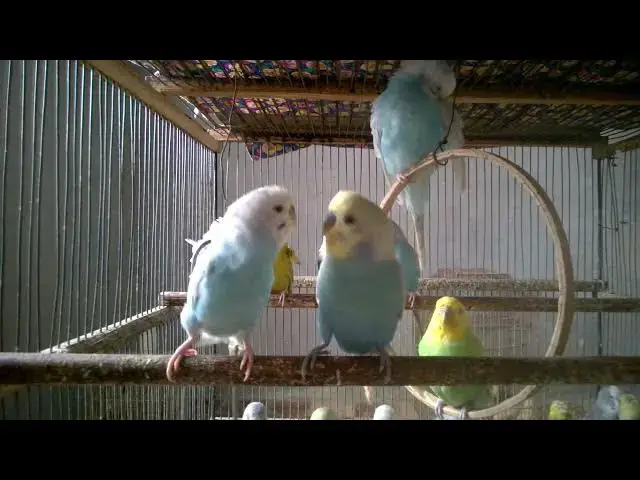 Video thumbnail for Funny Budgie Noises Compilation   You'll Smile Instantly! 😂🐤 #FunnyBirds #BudgieLaughs