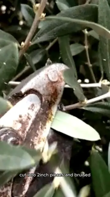 Video thumbnail for tom yum soup recipe