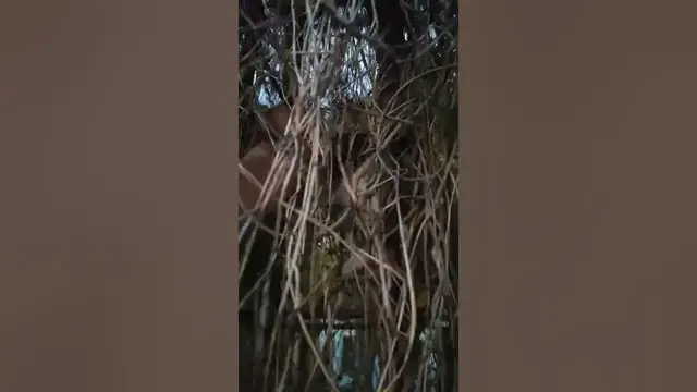 Video thumbnail for rescue cat stuck in vines l must watch if you are cat lover