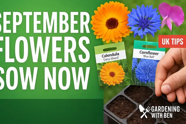 'Video thumbnail for 🌸 What Flowers Can You Sow in September? | Easy Autumn Gardening Tips'