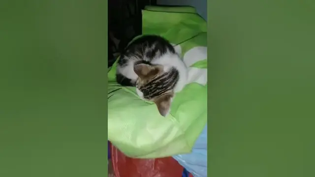 Video thumbnail for cat sleeping on bag