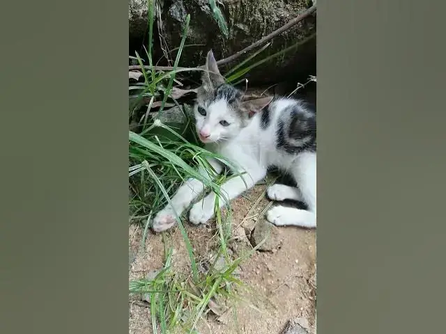 Video thumbnail for cats eats grass