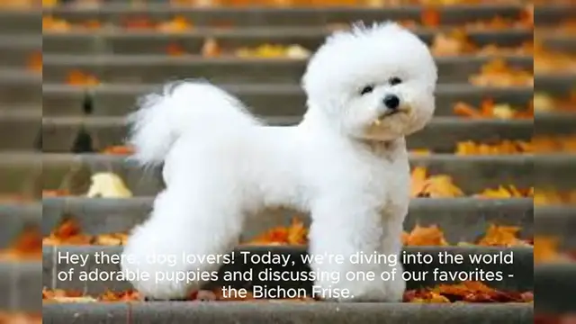 Video thumbnail for Bichon Frise