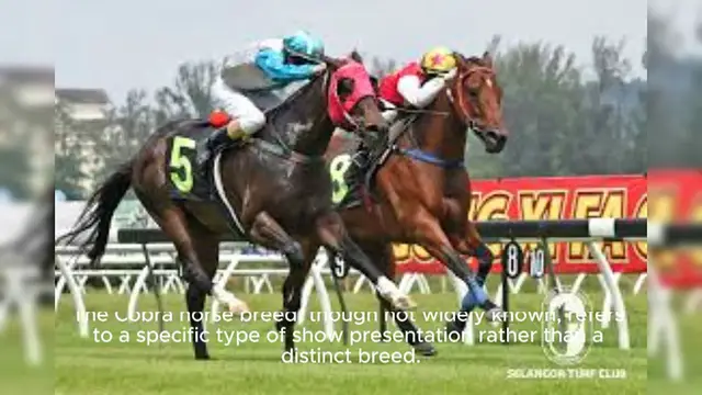 Video thumbnail for Cobra Horse