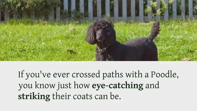 Video thumbnail for All the Poodle colors explained
