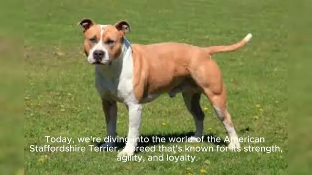 Video thumbnail for American Staffordshire Terrier