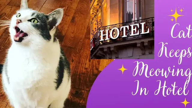 Video thumbnail for Cat Keeps Meowing In Hotel: Reason and Tips