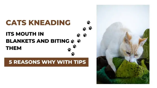 Video thumbnail for Cats Kneading Its Mouth In Blankets And Biting: Reasons and Tips