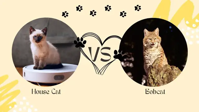 Video thumbnail for House Cat Vs Bobcat Comparison