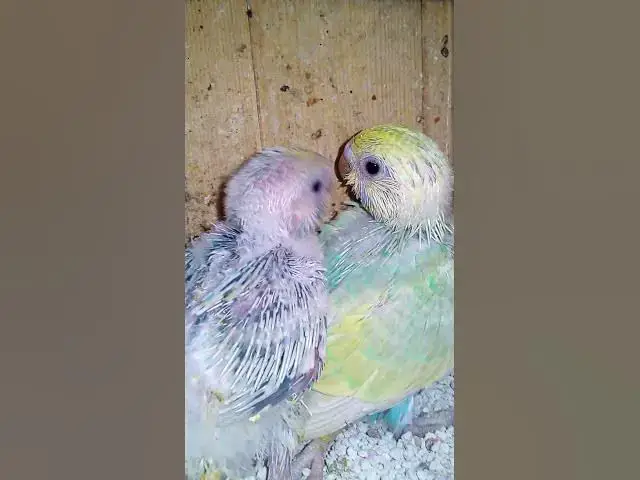 'Video thumbnail for 飼い主のスイカを食べたくて無言で訴え続けるインコさんww【サザナミインコ】【検証】萩の月に似過ぎてるインコ、重さまで一致してるって本当?【サザナミインコ】【インコ】鳥吸いの正しいお作法がこちら。帰宅拒'