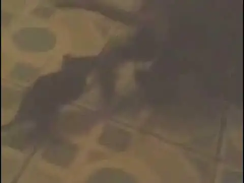 'Video thumbnail for Funny cat & mouse befriend XD'