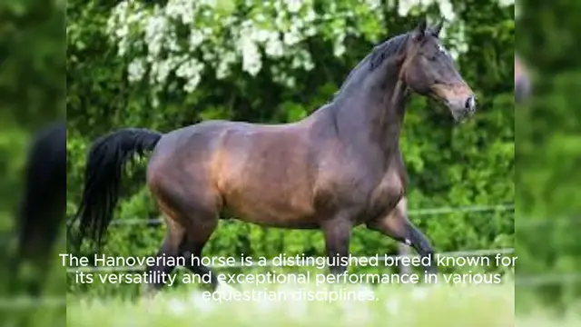 Video thumbnail for Hanoverian Horse