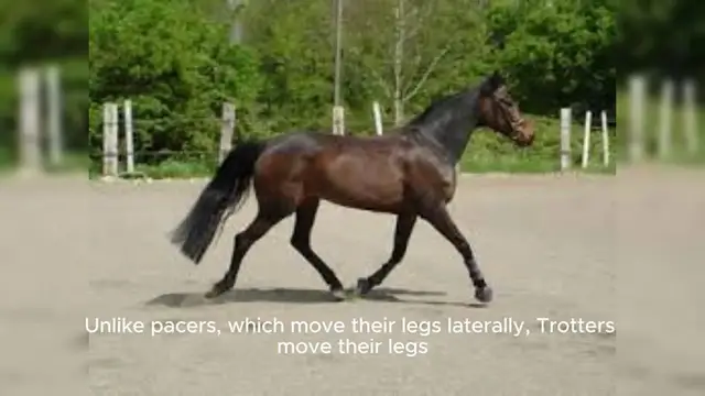 Video thumbnail for Trotter Horse