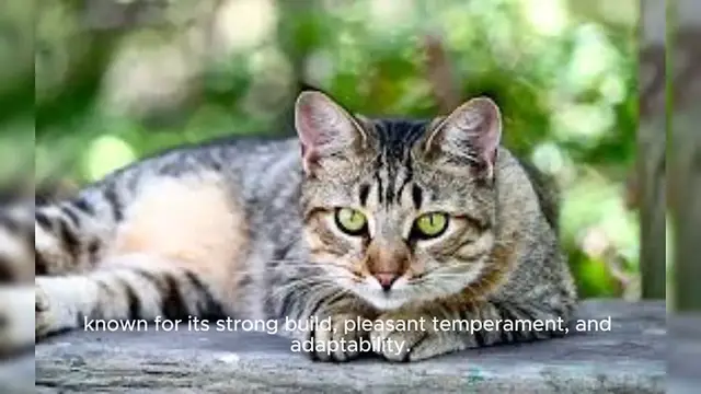 Video thumbnail for American Shorthair Cat