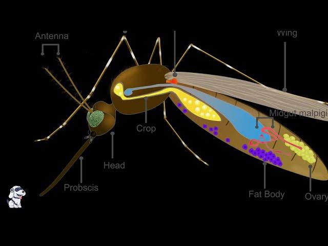 Video thumbnail for The Life Cycle of Plasmodium vivax - Malaria Explained