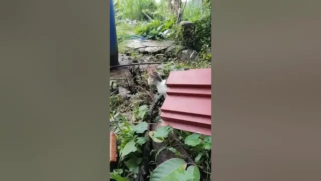 Video thumbnail for cat searching for something