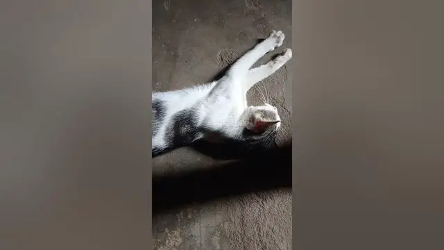 Video thumbnail for cat bites my leg