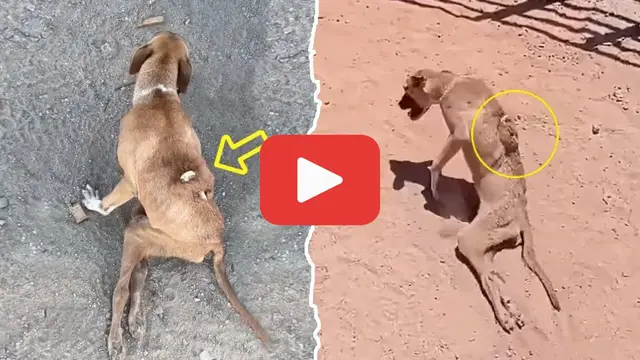 Video thumbnail for Abandoned After Surgery Failed—Her Pleas Went Unanswered