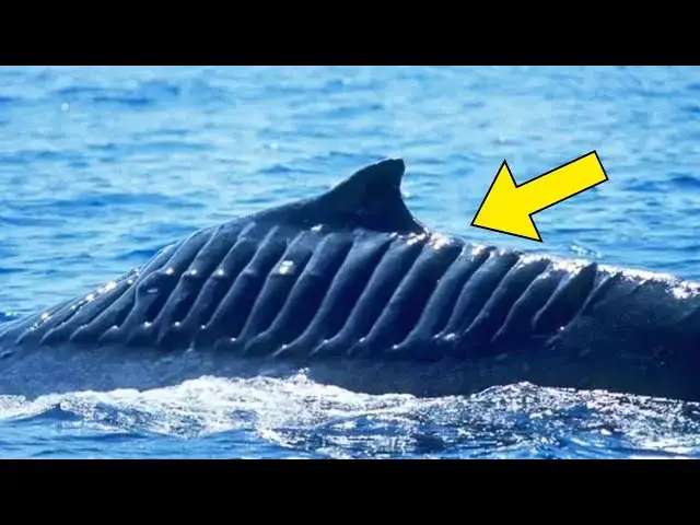 Video thumbnail for Fishermen Thought They Spotted a Shark, Then They Take a Closer Look