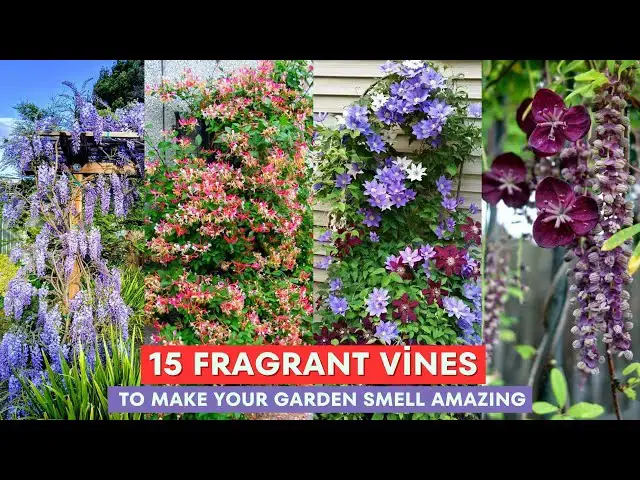 'Video thumbnail for 15 Fragrant Vines to MAKE Your Garden Smell AMAZING'