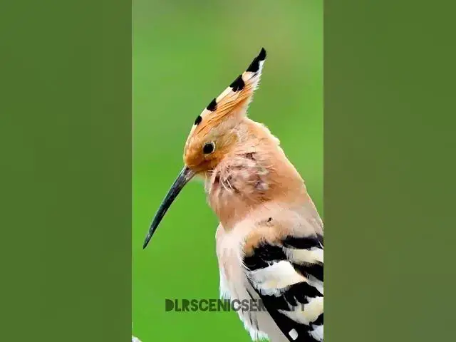 'Video thumbnail for Eurasian hoopoe'