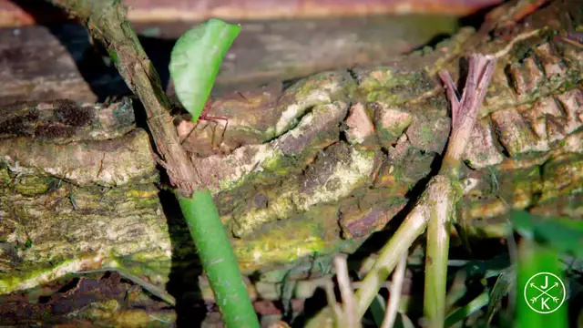 Video thumbnail for COSTA RICA IN 4K 60fps HDR (ULTRA HD) (1080p60)