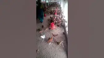 'Video thumbnail for সোনালী মুরগিকে ম্যাস খাদ্য দিয়ে পালন করছেন ময়মনসিংহের মাছুম ভাই।'