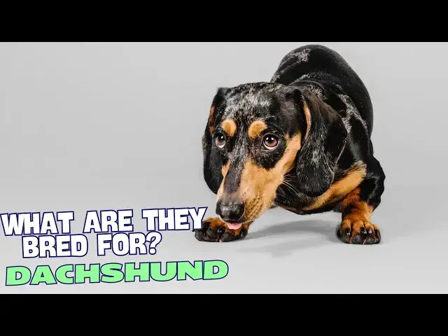 Video thumbnail for What Are Dachshunds Bred For? 🐕🔍