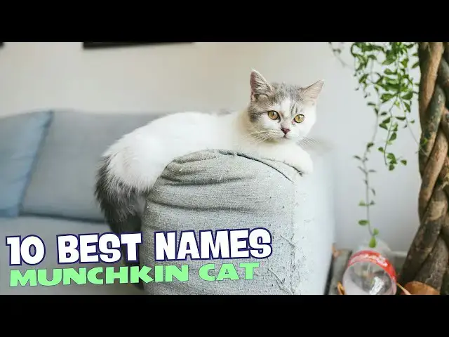 'Video thumbnail for 10 Best Names for Munchkin Cats 馃惥馃惐'