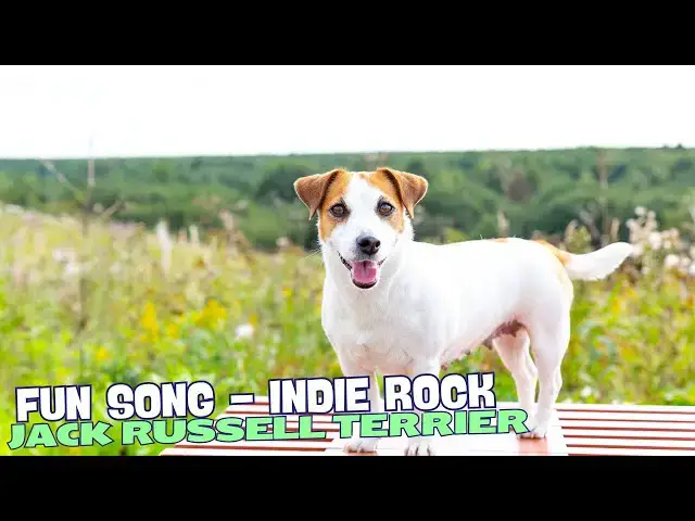 Video thumbnail for Jack Russell Riot🎶🐾