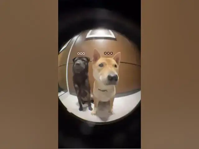 Video thumbnail for The dogs
