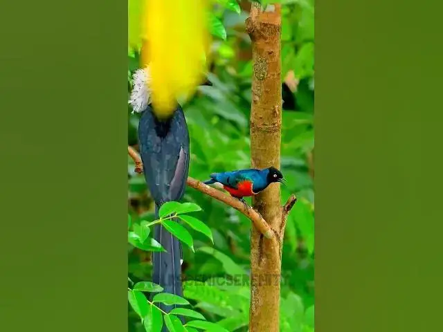 'Video thumbnail for Superb starling'