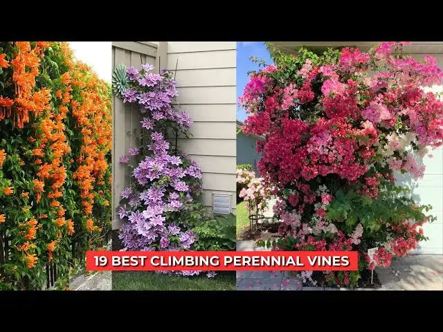 'Video thumbnail for 19 Best Climbing Perennial Vines'
