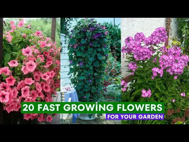 'Video thumbnail for 20 Fast Growing Flowers for Your Garden'