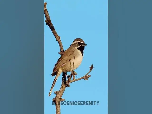 'Video thumbnail for Black-throated sparrow'