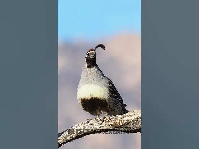 'Video thumbnail for Quail'