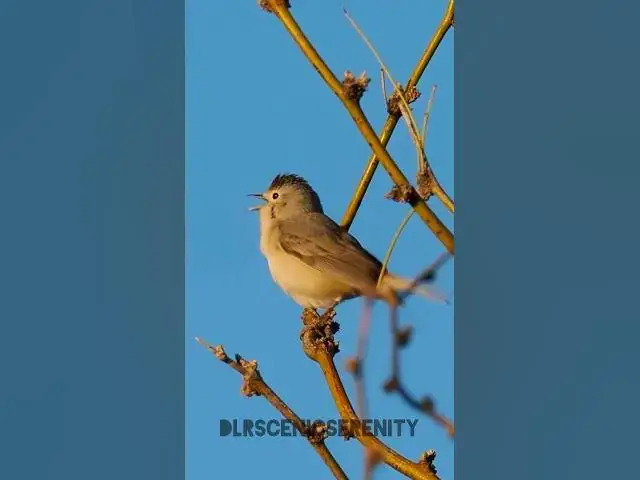 'Video thumbnail for Lucy's warbler'