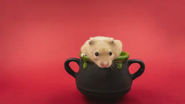 Video thumbnail for 10 Adorable Dwarf Hamster Names for Cute & Funny Mini Hamsters
